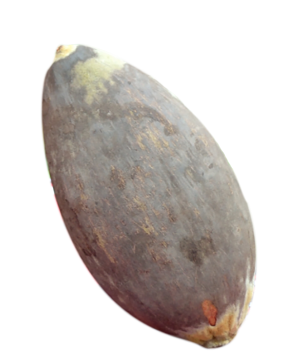 Photo du fruit du baobab